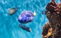 Closeup of a regal blue tang in aquarium environment Royalty Free Stock Photo