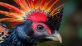 Closeup of a regal cowarys brightly colored casque serving as a vibrant crown atop its head as it strolls through its