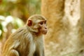 Closeup of Rehsus Macaque Royalty Free Stock Photo