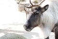 Closeup reindeer big antlers animal portrait Christmas