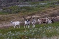 Closeup of Reindeers in a field