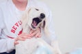 A closeup of a relaxed dog, little cute white saluki puppy persian greyhound playing and having fun together with a young girl