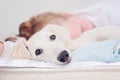 A closeup of a relaxed dog, little cute white saluki puppy persian greyhound together with a young girl who owns the pet. A