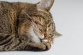 closeup of a relaxed sleeping tabby cat curled on white surface Royalty Free Stock Photo