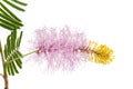 Closeup of religious flower of prosopis cineraria, also known as Ghaf or shami, isolated over white