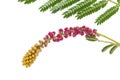 Closeup of religious flower of prosopis cineraria, also known as Ghaf or shami, isolated over white