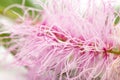 Closeup of religious flower of  prosopis cineraria, also known as Ghaf or shami, isolated over white Royalty Free Stock Photo