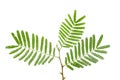 Closeup of religious flower of prosopis cineraria, also known as Ghaf or shami, isolated over white