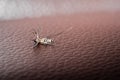 Closeup remains of dead mosquito lying on brown sofa