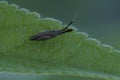Closeup on a remarkable Mirid bug, Heterotoma planicornis with it\'s long antenna