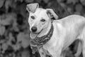 Dog Adopt Rescue Animal Tounge Hanging Out Of Mouth Black And White Royalty Free Stock Photo