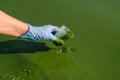 Closeup of researcher hand takes sample of water infected with green algae