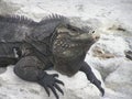 Closeup of black iguana Royalty Free Stock Photo