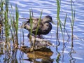 Closeup of resting duck along shore of Oxen Pond at Pippy Park