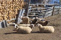 Closeup of resting merino sheep and small lambs in high mountain farm at Krastava village, Rhodopes mountain, Bilgaria at winter. Royalty Free Stock Photo