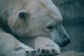 Closeup of a resting polar bear (Ursus maritimus) Royalty Free Stock Photo