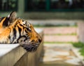 Closeup on resting tiger