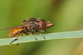 Closeup of a rhingia campestris on a green grass Royalty Free Stock Photo