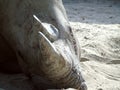 Closeup of rhino head lying on the sand, animal, horn, wildlife