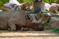 Closeup of a rhino lying down in the shadows in a zoo Royalty Free Stock Photo