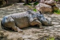 Closeup of Rhino or Rhinoceros sleeping on the ground Royalty Free Stock Photo