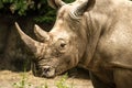 Closeup of a rhinoceros head