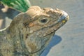 Closeup of a rhinoceros iguana Royalty Free Stock Photo