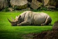 Closeup of a Rhinoceros lying on a grassy ground of a zoo in Leipzig, Saxony, Germany Royalty Free Stock Photo