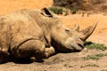 Closeup of rhinoceros sleeping on sandy ground Royalty Free Stock Photo