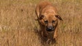 Closeup of a Rhodesian Ridgeback dog running on grass Royalty Free Stock Photo