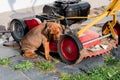 Closeup of a Rhodesian Ridgeback puppy playing with a lawn mower Royalty Free Stock Photo