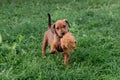 Closeup of a Rhodesian Ridgeback puppy playing with a toy on the green grass Royalty Free Stock Photo