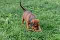 Closeup of a Rhodesian Ridgeback puppy playing with a toy on the green grass Royalty Free Stock Photo