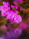 Closeup Rhododendron dauricum flowers. Spring blossoming in Alta Royalty Free Stock Photo