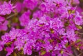 Closeup Rhododendron dauricum flowers. Spring blossoming