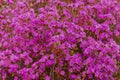 Closeup Rhododendron dauricum flowers. Spring blossoming