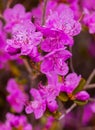 Closeup Rhododendron dauricum flowers. Spring blossoming