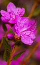 Closeup Rhododendron dauricum flowers. Spring blossoming