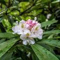 Closeup of Rhododendron fauriei flowers blooming on a green branch Royalty Free Stock Photo