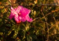 Closeup of Rhododendron flower in Bucegi Mountains, Romanian Carpathians