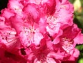 Closeup of Rhododendron Flowers Royalty Free Stock Photo