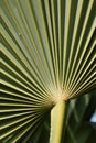 The deeply ribbed veins in a palm frond.