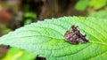 Closeup of a Ricania speculum, Black planthopper on a leaf.