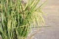 Closeup of rice ear on road Royalty Free Stock Photo