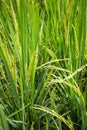 Closeup rice field