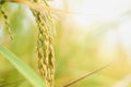 Closeup rice seeds in paddy field in countryside Thailand