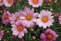 Closeup on a rich flowering soft pink flowers of the Paris or Marguerite daisy, Argyranthemum frutescens