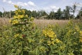 Closeup on an rich fowering aggregation of Yellow loosestrife , Lysimachia vulgaris, in the field