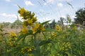 Closeup on an rich fowering aggregation of Yellow loosestrife , Lysimachia vulgaris, in a wetland area