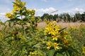 Closeup on an rich fowering aggregation of Yellow loosestrife , Lysimachia vulgaris, in a wetland area